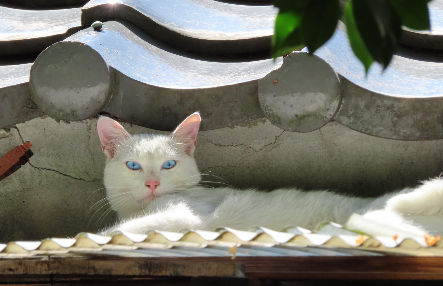 いつもの猫ちゃん | 三輪神社